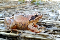 135204 Rana dalmatina (Rana dalmatina)